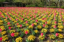Tourist destination images of Ōmiya Hanano Oka Nōrin Kōen (Ōmiya Flower Hill Farm Park)(3)