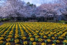 Tourist destination images of Ōmiya Hanano Oka Nōrin Kōen (Ōmiya Flower Hill Farm Park)(2)