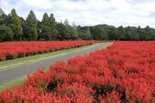 Tourist destination images of Ōmiya Hanano Oka Nōrin Kōen (Ōmiya Flower Hill Farm Park)(3)