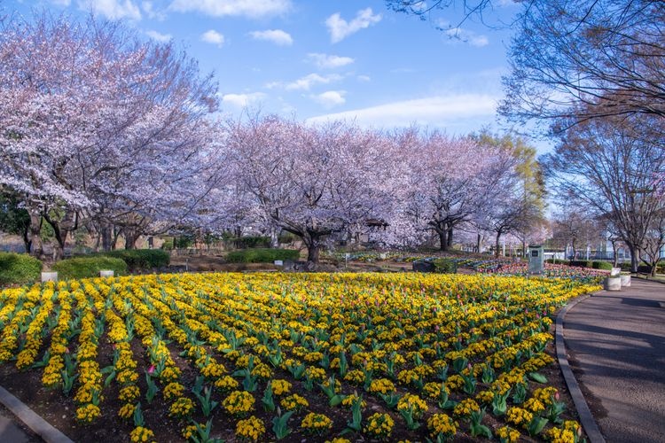Tourist destination images of Ōmiya Hanano Oka Nōrin Kōen (Ōmiya Flower Hill Farm Park)(2)