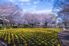 Tourist destination images of Ōmiya Hanano Oka Nōrin Kōen (Ōmiya Flower Hill Farm Park)(2)