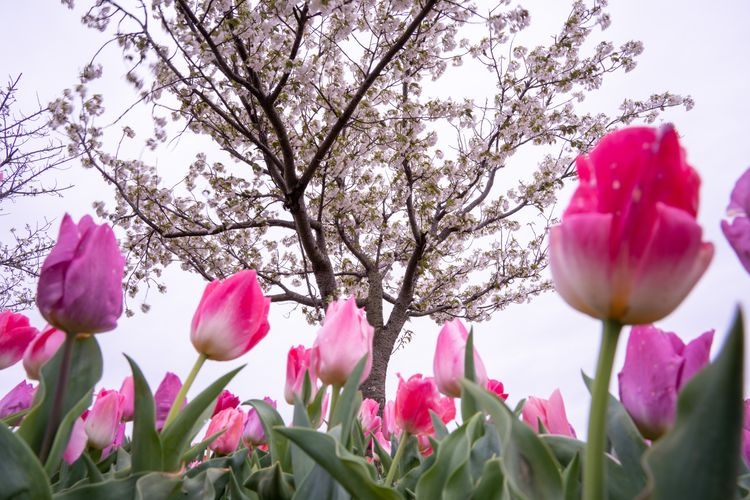 Yoshida Park 3