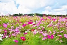 Tourist destination images of Adachi City Urban Agriculture Park(3)