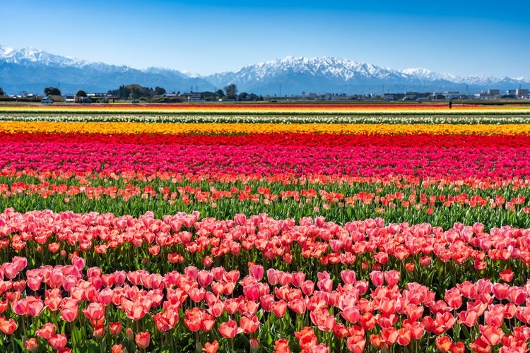 Nyuzen Flower Road