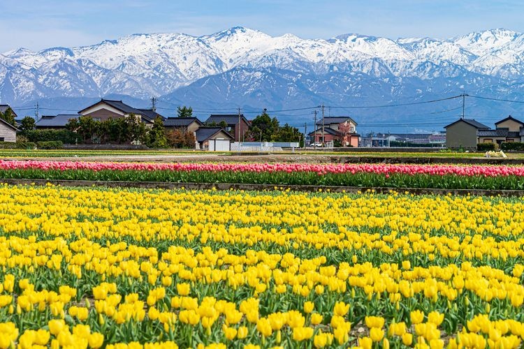 Nyuzen Flower Road