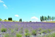 Tourist destination images of Echigo Kyuryo National Park(4)