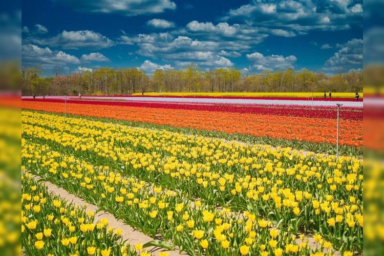 Tourist destination images of Tainai City Tulip Festival(2)