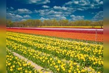 Tourist destination images of Tainai City Tulip Festival(2)