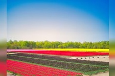 Tourist destination images of Tainai City Tulip Festival(1)
