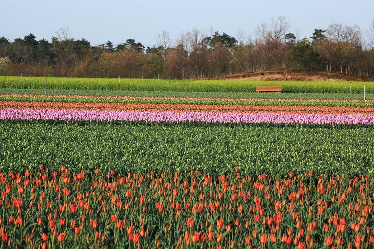 Tainai City Tulip Festival