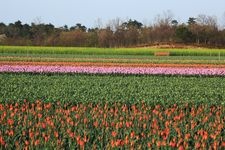 Tourist destination images of Tainai City Tulip Festival(1)