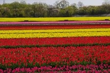 Tourist destination images of Tainai City Tulip Festival(2)