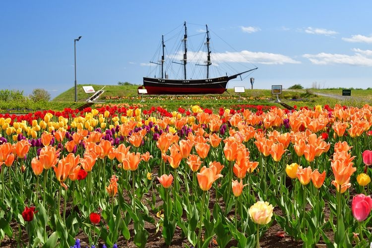 Saraki Cape Tulip Garden