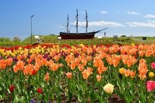 Tourist destination images of Saraki Cape Tulip Garden(1)