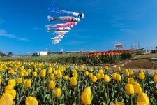 Tourist destination images of Saraki Cape Tulip Garden(2)