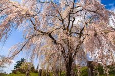 双松公園の観光地画像(2)