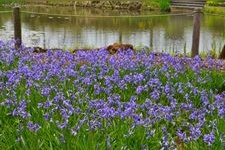 Tourist destination images of Hana-na Garden (Kanagawa Prefectural Flower and Green Friendship Center)(3)