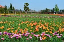 Tourist destination images of Hana-na Garden (Kanagawa Prefectural Flower and Green Friendship Center)(4)