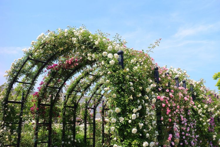 Yokohama English Garden