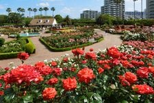 Tourist destination images of Yatsu Rose Garden(2)