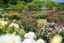 Tourist destination images of Keisei Rose Garden(1)