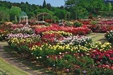 Tourist destination images of Keisei Rose Garden(2)