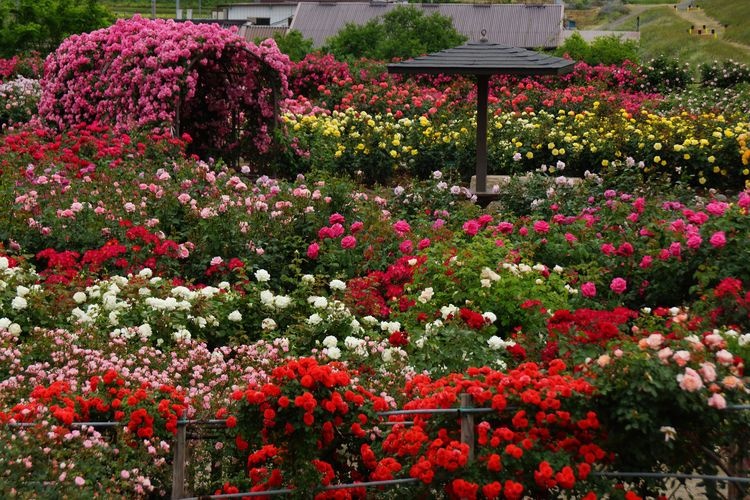 Sakaki Chikuma River Rose Park