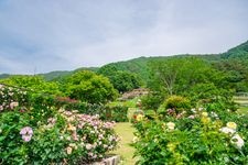 Tourist destination images of Takato Shinwa-no-Oka Rose Garden(1)