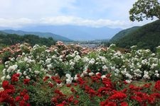 Tourist destination images of Takato Shinwa-no-Oka Rose Garden(3)