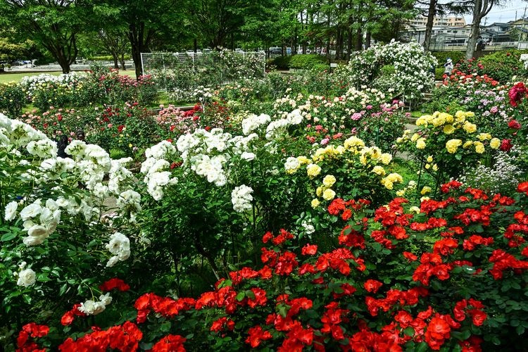 Minami Kanazawa General Sports Park Rose Garden