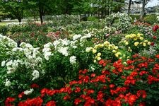 Tourist destination images of Minami Kanazawa General Sports Park Rose Garden(1)