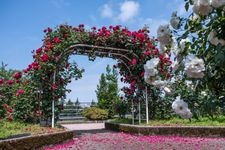 Tourist destination images of Minami Kanazawa General Sports Park Rose Garden(2)