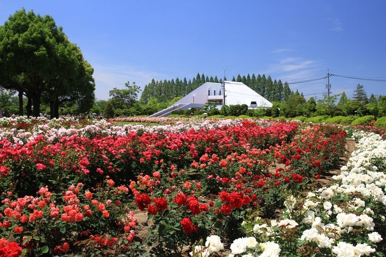 Tourist destination images of RSK Rose Garden(2)