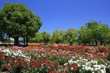 Tourist destination images of RSK Rose Garden(1)