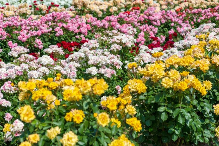 Tourist destination images of RSK Rose Garden(3)