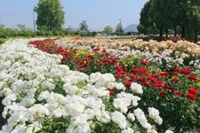 Tourist destination images of RSK Rose Garden(2)