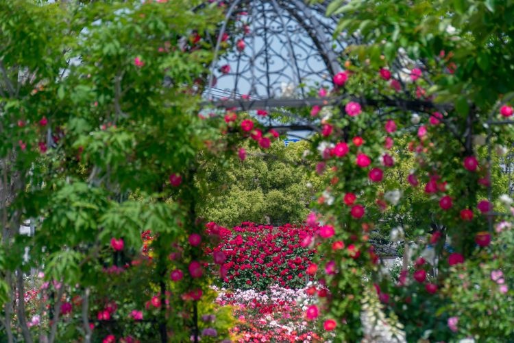 Aizumi-cho Rose Garden