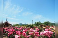 Tourist destination images of Yoshiumi Rose Park(3)