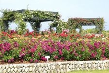 Eco Park Minamata 玫瑰园的旅游景点图片(1)