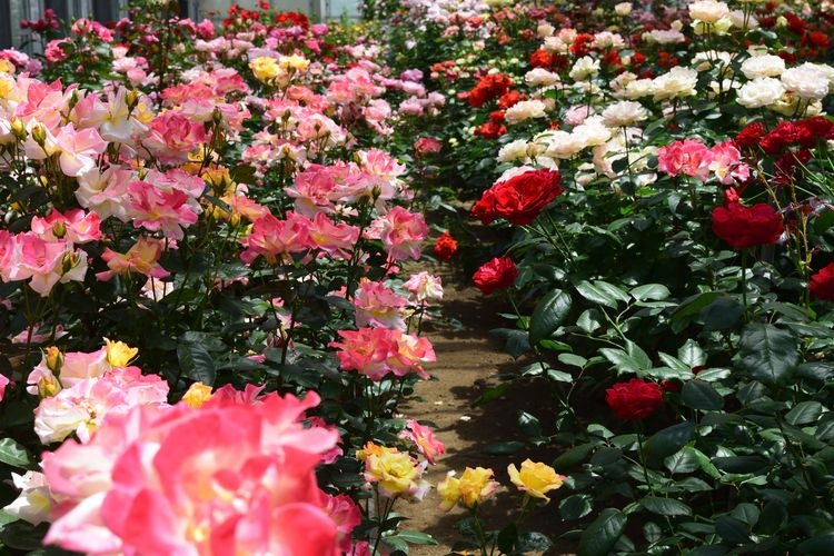 Tourist destination images of Amane-cho Agricultural Park (Rose Hill Amagase)(3)