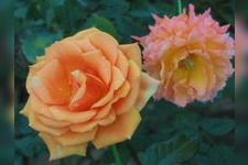 Tourist destination images of Amane-cho Agricultural Park (Rose Hill Amagase)(1)