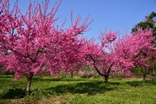 Tourist destination images of Iizaka Onsen Hanamomo no Sato (Iizaka Hot Spring Peach Blossom Village)(2)