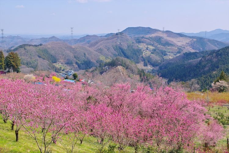 Hanamomo no Sato (Flower Peach Village)