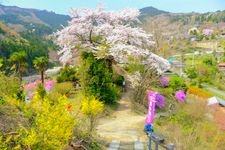 Tourist destination images of Hanamomo no Sato (Flower Peach Village)(2)