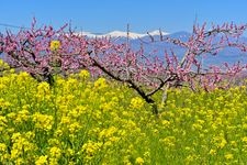 Tourist destination images of Ichinomiya Peach Blossom Village (Hanami Plaza)(1)