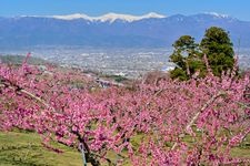 Tourist destination images of Ichinomiya Peach Blossom Village (Hanami Plaza)(2)