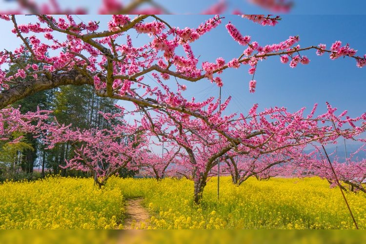 Misaka-cho's Peach Blossoms