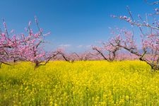 Tourist destination images of Misaka-cho's Peach Blossoms(2)