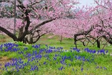 Tourist destination images of Shinpu Peach Blossom Paradise(1)