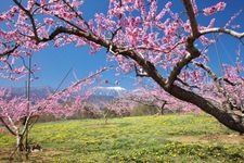 Tourist destination images of Shinpu Peach Blossom Paradise(3)